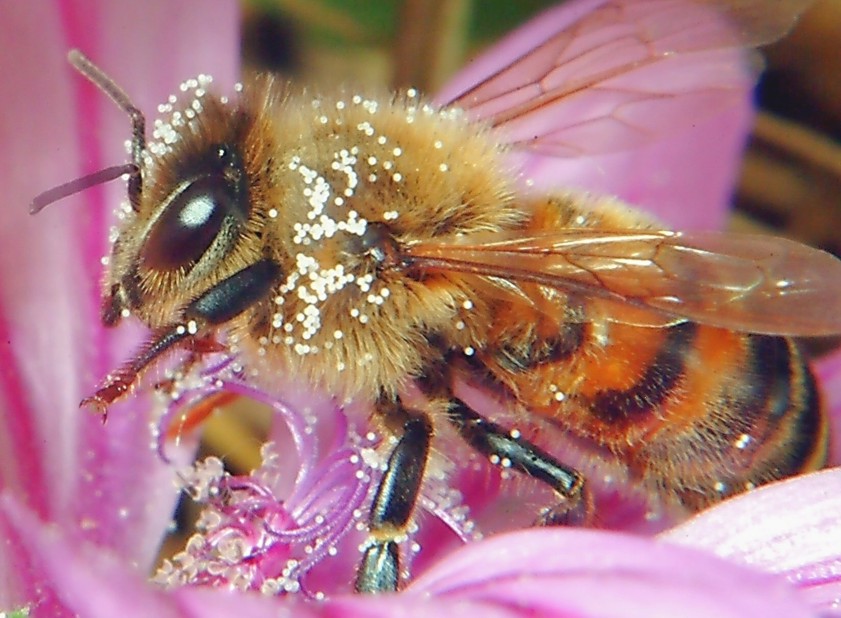 Per chi ama la macrofotografia